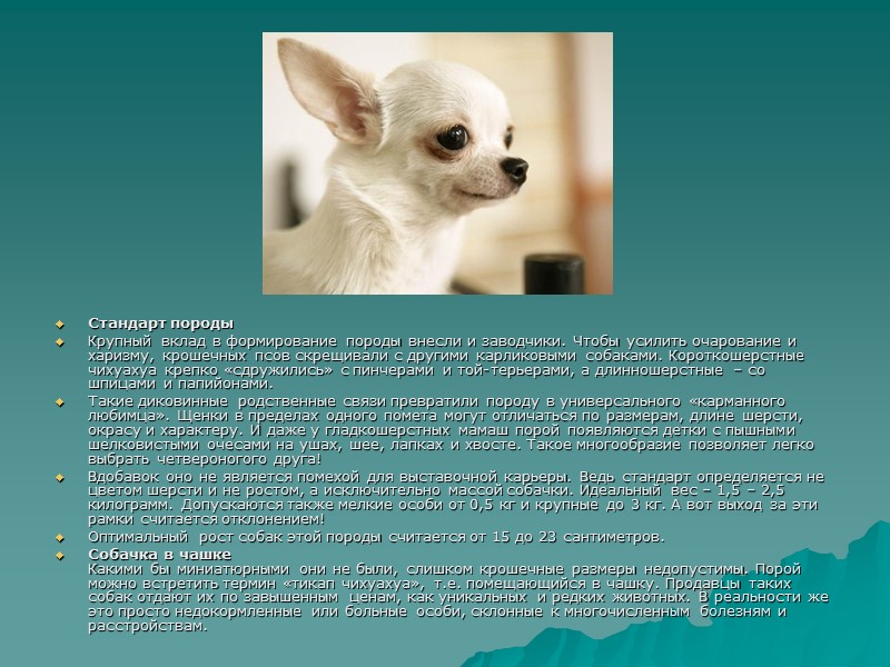 Стандарт породы Крупный вклад в формирование породы внесли и заводчики. Чтобы усилить очарование и Стандарт породы Крупный вклад в формирование породы внесли и заводчики. Чтобы усилить очарование и